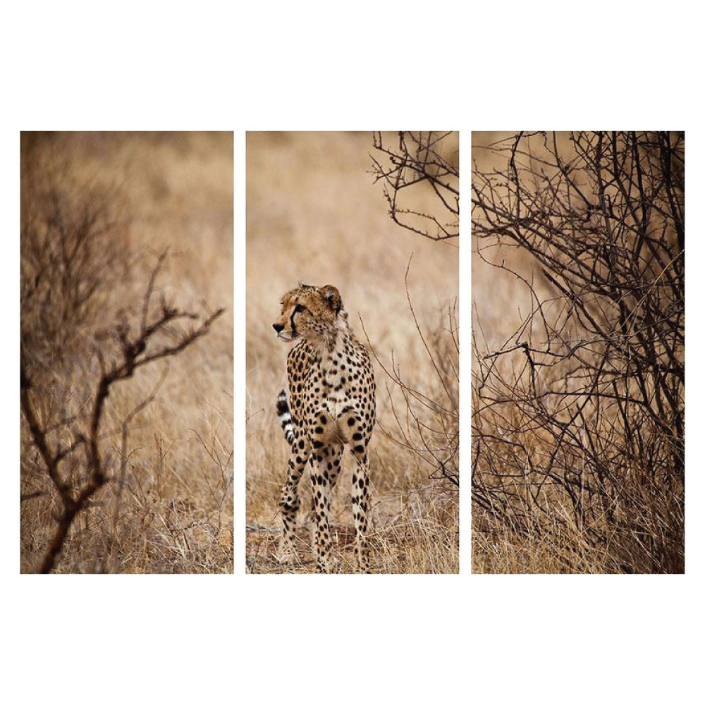 Aluminiumbild Gepard 3 teilig Hochformat Bilder
