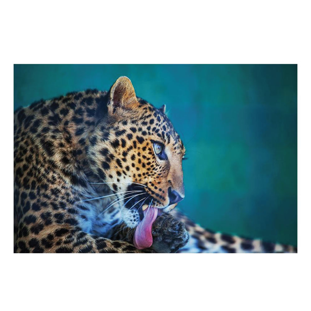 Aluminiumbild Leopard Natur XL Motiv im Querformat