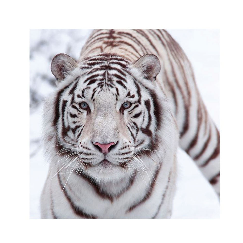 Hartschaumbild Tiger Weiß quadratisches Bildformat
