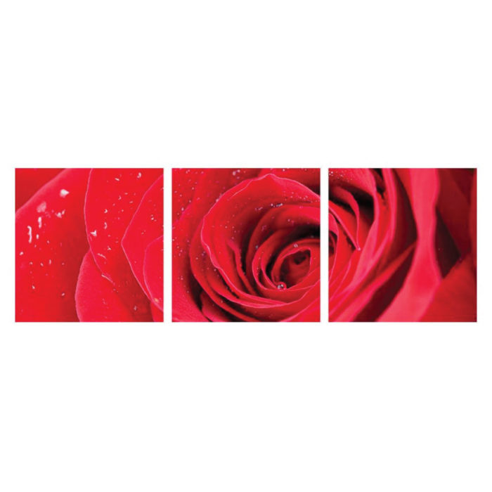 Leinwandbild Rose Rot 3 teilig Panorama quadratisch Bilder