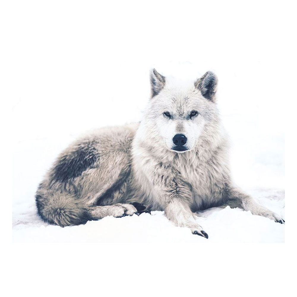 Metallic Bild Der Wolf im Schnee im Querformat